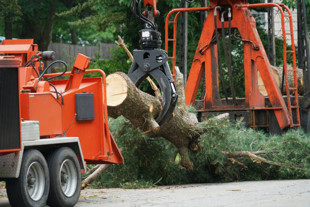 Trusted Parksdale, CA Tree Service Experts